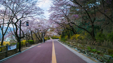 Fototapeta premium Walk in cherry rod