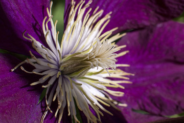 closeup of purple flower