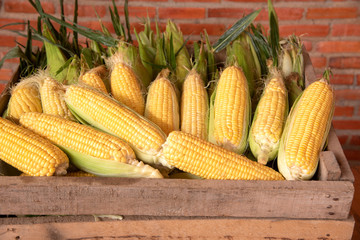 Farmer agronomist holding corn ear on the cob Ripe maize ready for harvest A selective focus picture of corn cob in a cornfield