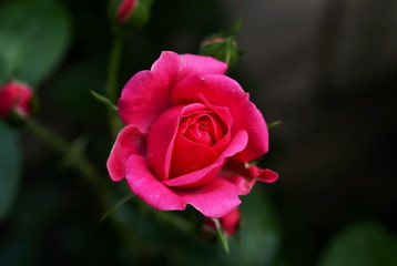 Pink roses in the flowers garden close up background