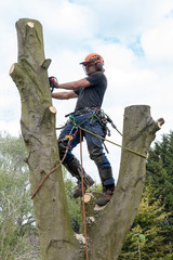 Arborist or tree Surgeon cutting a tall tree stem using a chain saw.