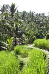 Obraz premium Rice fields in Bali