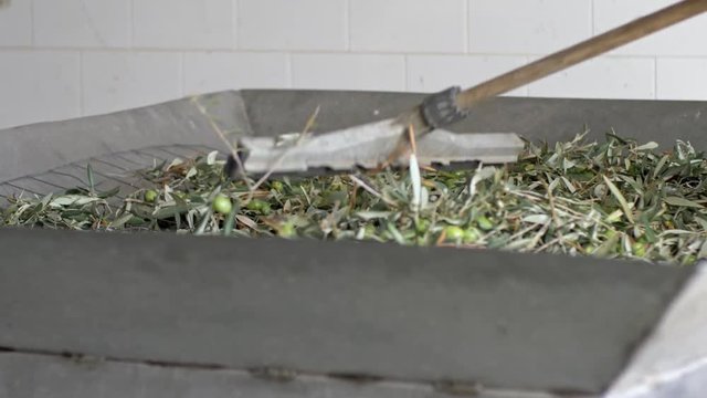 Making olive oil. just picked olives in the defoliator- south of italy