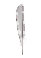 Feather of Great Spotted Woodpecker (Dendrocopos major), isolated on white background