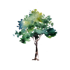 Green tree with leaves. Hand drawn watercolor painting,isolate on white background.Colorful...