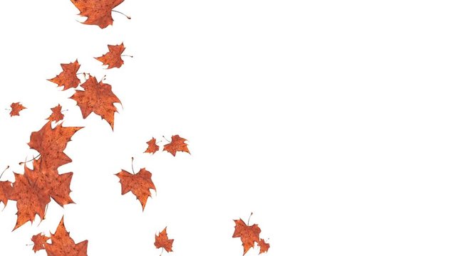 Falling autumn leaves on white background with space to insert your text. Autumn background concept