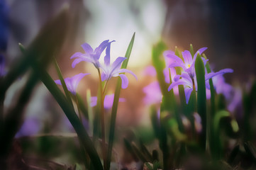 Close-Up Of Purple Flowers in the shadow On spring Field. Selective Focus.