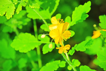 Russia, Vladivostok, flora of the island of sShkot. Celandine Asian (lat. Chelidonium asiaticum)   