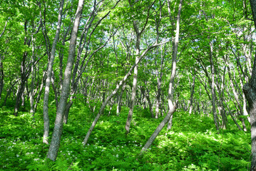 Russia, Vladivostok. Deciduous forest on the island of Shkot in June