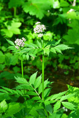 Russia, Vladivostok, flora of the island of Shkot. Valeriana, (Valeriana alternifolia)