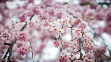 Cherry blossom