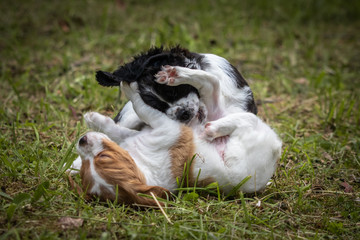 couple of happy baby dogs brittany spaniel playing around and fighting