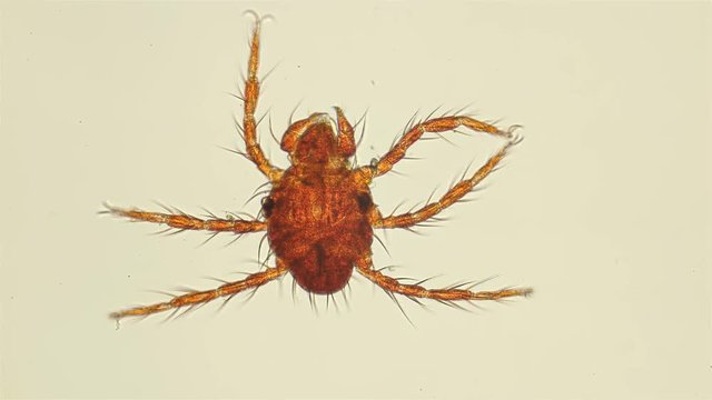 red mite under the microscope, ticks larva Limnochares aquatica, usually lives in standing bodies of water, feeds on Chironomidae larvae, leads a creeping way of life