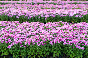 Fototapeta premium Blossom pinkish purple Chrysanthemum (Hardy Mums) flower in the garden with green leaf of summer sunshine.