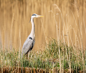 Grey heron bird standing at the water