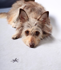 portrait of a beautiful cute fluffy dog