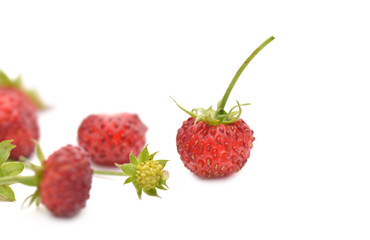 ripe wilf straberries on white background