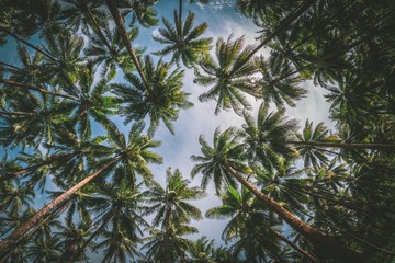 Palmen auf Jamaika