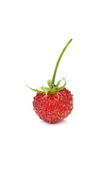 close on ripe wild strawberry with stem isolated on white background