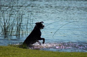 Obraz na płótnie Canvas Hund beim Baden im See
