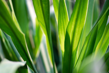 The natural texture of seamless floral pattern with young spring leaves with Natural light sunset of the sun with dramatic yellow and orange sky. Image depth of field.