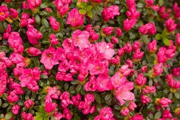 Close up on the beautiful Azalea (Rhododendron) Kiusianum Rauschenstein at the Botanical Garden Berlin-Dahlem, Germany