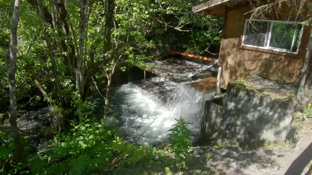 Wide angle view of Sockeye (Red) Salmon jumping up fish ladder or waterfall of the fish weir near Seward Alaska; weir is used to manage salmon population in the Cook Inlet region