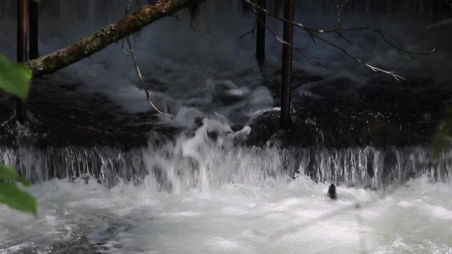 Closeup of Sockeye (Red) Salmon jumping up the waterfall of the fish weir at Bear Creek in Alaska with branches & leaves in foreground; fish weir helps to manage salmon population in Cook Inlet region