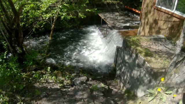 Sockeye (Red) Salmon jumping up the waterfall of the fish weir at Bear Creek near Seward Alaska; the fish weir is used to manage salmon population in the Cook Inlet region
