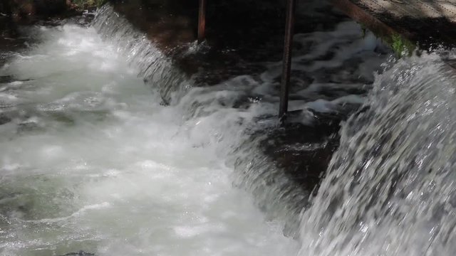 Closeup of Sockeye (Red) Salmon jumping up the fish ladder or waterfall of the fish weir at Bear Creek in Alaska; fish weir helps to manage salmon population in Cook Inlet region