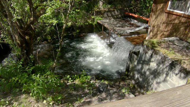 Wide angle view of Sockeye (Red) Salmon jumping up the waterfall of the fish weir at Bear Creek near Seward Alaska; the fish weir is used to manage salmon population in the Cook Inlet region