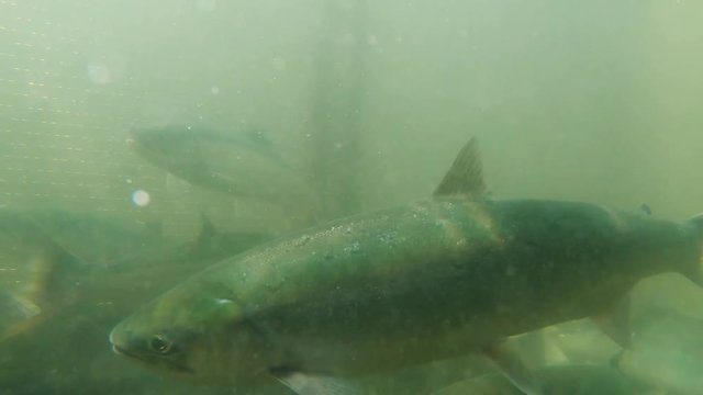 Underwater view;  Sockeye (Red) Salmon swimming retention tank in the fish weir at Bear Creek near Seward Alaska; the fish weir is used to manage salmon population in the Cook Inlet region