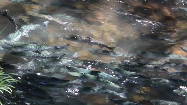 Above water view of Sockeye (Red) Salmon in dappled light swimming upstream a creek to spawn at Bear Lake near Seward, Alaska