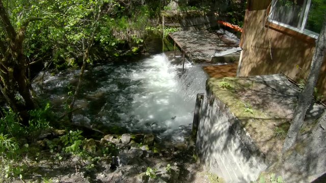 Wide angle view of Sockeye (Red) Salmon jumping up the waterfall of the fish weir at Bear Creek near Seward Alaska; the fish weir is used to manage salmon population in the Cook Inlet region