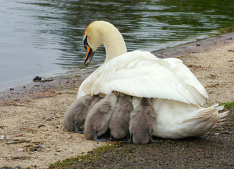 Swan mother with offspring