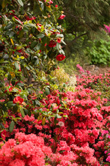 Azaleas (Rhododendron) Kiusianum Rauschenstein, Rhododendron Simsii Rex and Camellia japonica