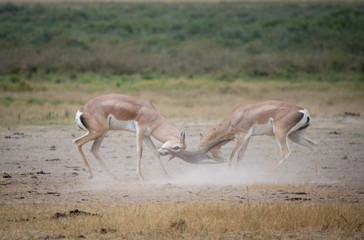 Naklejka premium Cette photo a été prise lors de mon voyage de noce en été 2018. Elle représente deux gazelle dans la savane africaine. Ils sont en train de se battre et cela représente une scène rare dans un voyage e