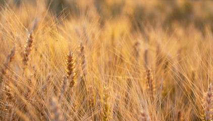 Golden wheat field at sunset with sun reflections in the spikelets of wheat. Beautiful harvest summer wheat. Future perfect healthy bread
