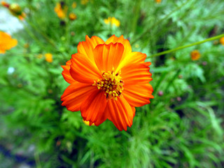 orange flower in the garden