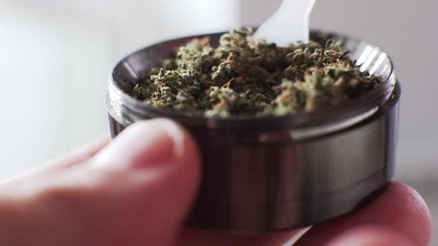  ground marijuana buds on a metal grinder. Ground Cannabis Flowers Before Use