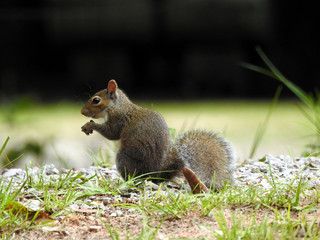 Obraz premium squirrel eating food