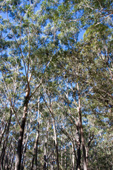Beautiful eucalyptus forest in Australia