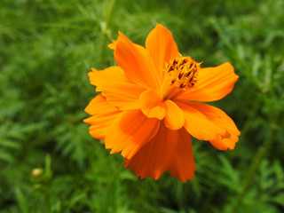 yellow flower in the garden