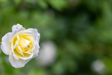 White rose
