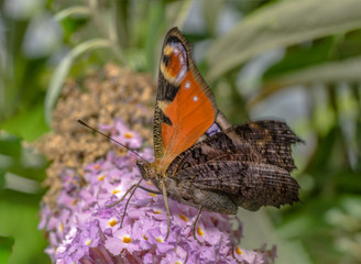 Peacock butterfly using tongue