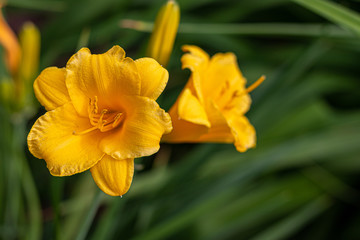 Yellow daffodil