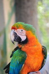 Portrait of a colorful parrot