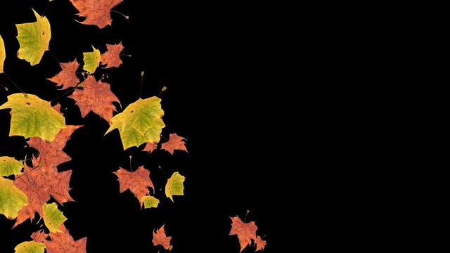 Autumn falling leaves on black background with copy space 