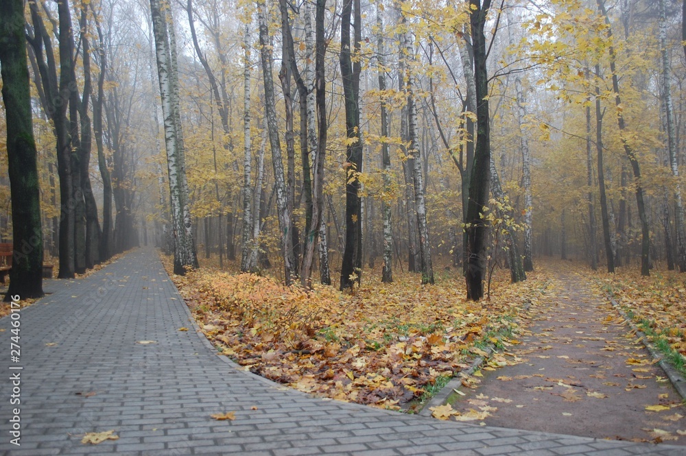 Wall mural morning landscape of a foggy autumn park with paths and yellow foliage in the trees