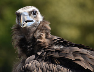 Portrait of a wild vulture with rich plumage around the neck and a bald head in its natural habitat